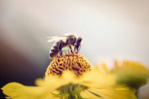 Fotografie de artă Honeybee collecting pollen from a flower, mrs, (40 x 26.7 cm)