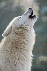 Fotografie de artă Arctic wolf howling, Raimund Linke, (26.7 x 40 cm)