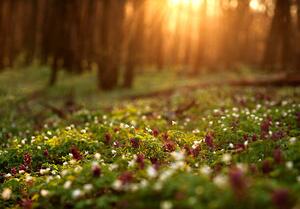 Fotografie de artă Flowering green forest on sunset ,, kostolom, (40 x 26.7 cm)