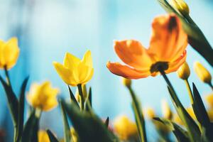 Fotografie Tulip Flowers, borchee, (40 x 26.7 cm)