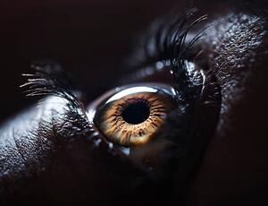 Fotografie de artă The Human Eye., Ben Welsh, (40 x 30 cm)