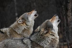 Fotografie de artă Howling wolves, Bjarne Henning Kvaale, (40 x 26.7 cm)