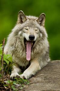 Fotografie de artă Portrait of gray wolf yawning, Parc, Maxime Riendeau, (26.7 x 40 cm)