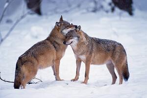 Fotografie de artă Wolves snuggling in winter, Martin Ruegner, (40 x 26.7 cm)