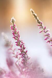 Fotografie de artă Winter background with frosted heather flowers, Eerik, (26.7 x 40 cm)