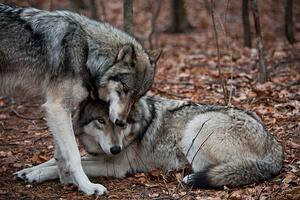 Fotografie Affectionate Grey Wolves, RamiroMarquezPhotos