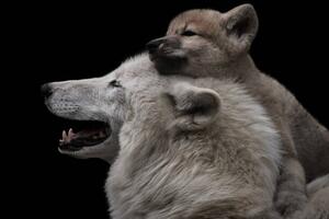 Fotografie Mother's love between arctic wolf and, Thomas Marx, (40 x 26.7 cm)