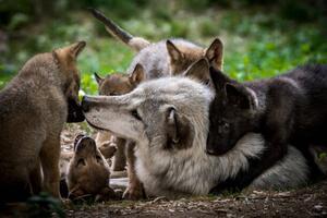 Fotografie de artă Wolf with litter of playful cubs, Zocha_K, (40 x 26.7 cm)