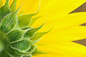 Fotografie de artă Sunflower, magnez2, (40 x 26.7 cm)