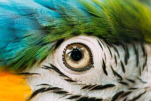 Fotografie Eye Of Blue-and-yellow Macaw Also Known, bruev, (40 x 26.7 cm)