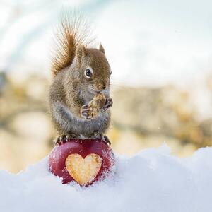 Fotografie de artă squirrel love, Nancy Rose, (40 x 40 cm)
