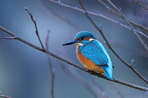 Fotografie Close-up of kingfisher perching on branch,Oldenburg,Germany, Photo Art / 500px, (40 x 26.7 cm)