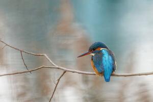 Fotografie Close-up of kingfisher perching on branch, mattiselanne / 500px, (40 x 26.7 cm)