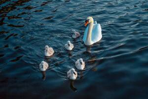 Fotografie de artă Urban Mute Swan newly hatched family, CHUNYIP WONG, (40 x 26.7 cm)