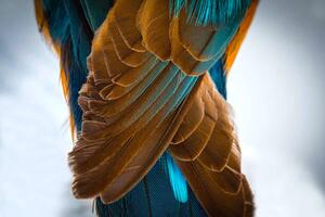 Fotografie de artă Kingfisher Wing Detail Background Structure Feather, wWeiss Lichtspiele, (40 x 26.7 cm)