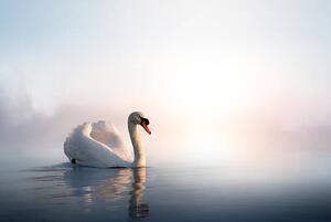 Fotografie Art Swan on the water at sunrise, Konstanttin, (40 x 26.7 cm)