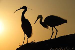 Fotografie two heron gathering in the sunset, sam_eder, (40 x 26.7 cm)
