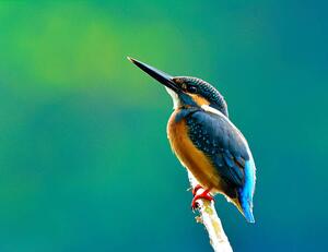 Fotografie Common kingfisher a beautiful blue, PrinPrince, (40 x 30 cm)