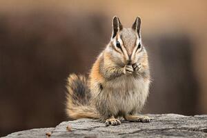 Fotografie Chipmunk sitting up to eat, facing the viewer, Alice Cahill, (40 x 26.7 cm)