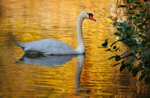 Fotografie de artă Side view of swan swimming in lake, Stephan Gehrlein / 500px, (40 x 26.7 cm)