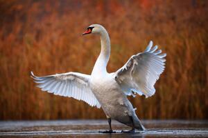 Fotografie de artă Swan on ice, Antagain, (40 x 26.7 cm)