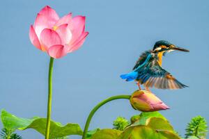 Fotografie de artă The kingfisher,China, 13708458888 / 500px, (40 x 26.7 cm)