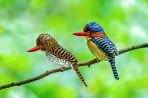 Fotografie de artă Beautiful couple of Banded Kingfisher birds, boonchai wedmakawand, (40 x 26.7 cm)