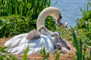 Fotografie de artă Close-up image of Mute swans -, Jacky Parker Photography, (40 x 26.7 cm)