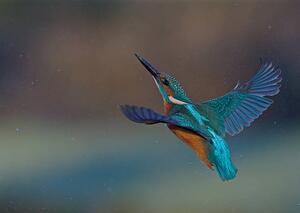 Fotografie Kingfisher, mark hughes, (40 x 30 cm)