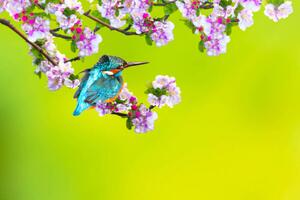 Fotografie de artă A bird in a wonderful nature, serkanmutan, (40 x 26.7 cm)