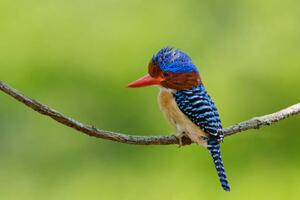 Fotografie de artă Banded Kingfisher perching on a branch,, BirdHunter591, (40 x 26.7 cm)