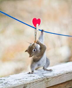 Fotografie de artă Squirrel twisting to lick peanut, Nancy Rose, (35 x 40 cm)
