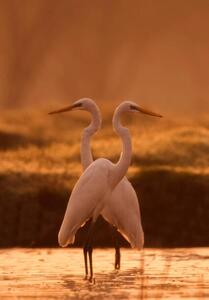 Fotografie Great egret, tahir abbas, (26.7 x 40 cm)