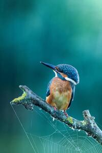 Fotografie de artă Close-up kingfisher, Federico Ranalli, (26.7 x 40 cm)
