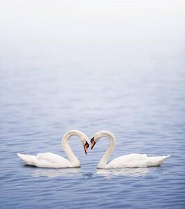 Fotografie de artă Swans on a lake happily in love, Grafissimo, (35 x 40 cm)