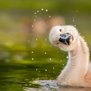 Fotografie de artă Peekaboo,Close-up of duck swimming in lake, michael m sweeney / 500px, (40 x 40 cm)