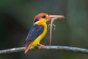 Fotografie de artă Close-up of kingfisher perching on branch,Tambon, BP Chua / 500px, (40 x 26.7 cm)