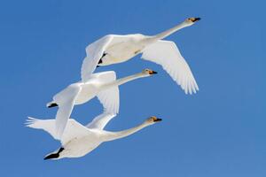 Fotografie Whooper swans flying in blue sky, Jeremy Woodhouse, (40 x 26.7 cm)