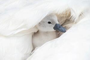 Fotografie Close-up image of a cute, white,, Jacky Parker Photography, (40 x 26.7 cm)