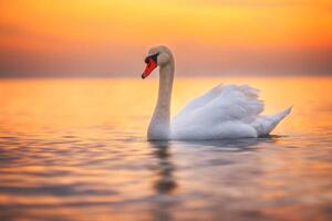 Fotografie de artă White swan in the sea water,sunrise shot, valio84sl, (40 x 26.7 cm)