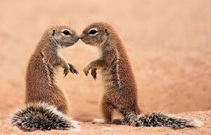 Fotografie Kissing ground Squirrels, AdelevSchalkwyk, (40 x 26.7 cm)