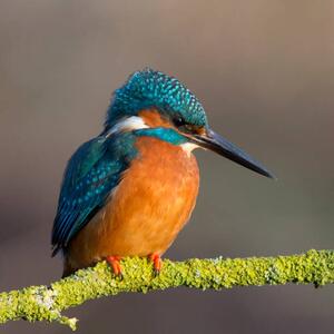 Fotografie de artă Kingfisher close up, Photograph by Lyle McCalmont, (40 x 40 cm)