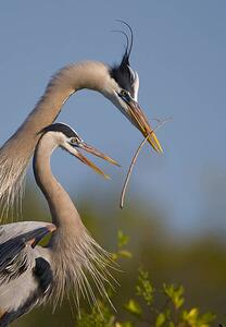Fotografie de artă Great Blue Heron mating ritual, Canon_Bob, (26.7 x 40 cm)