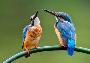 Fotografie The lovely pair of Common Kingfisher, PrinPrince, (40 x 26.7 cm)
