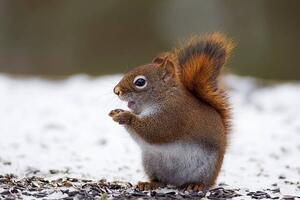 Fotografie Red Squirrel on snow, Adria  Photography, (40 x 26.7 cm)
