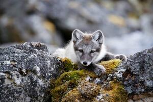 Fotografie Curious arctic fox cub taking a rest after playing, Sara Lindbaek, (40 x 26.7 cm)
