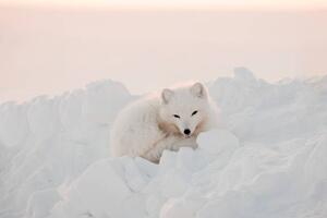 Fotografie de artă Arctic white fox close-up. Arctic fox, Oksana Stasenko, (40 x 26.7 cm)