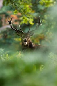 Fotografie Red deer, DamianKuzdak, (26.7 x 40 cm)