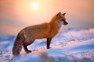 Fotografie Red Fox In The Morning Sun, Darren Langdon