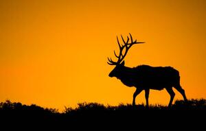 Fotografie de artă A large bull elk in silhouette, jared lloyd, (40 x 24.6 cm)